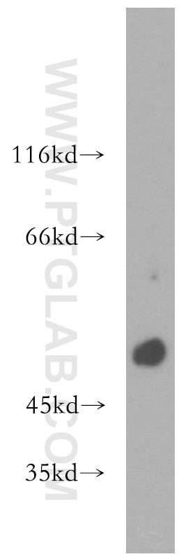 Western Blot (WB) analysis of mouse heart tissue using RAMP3 Polyclonal antibody (11861-1-AP)