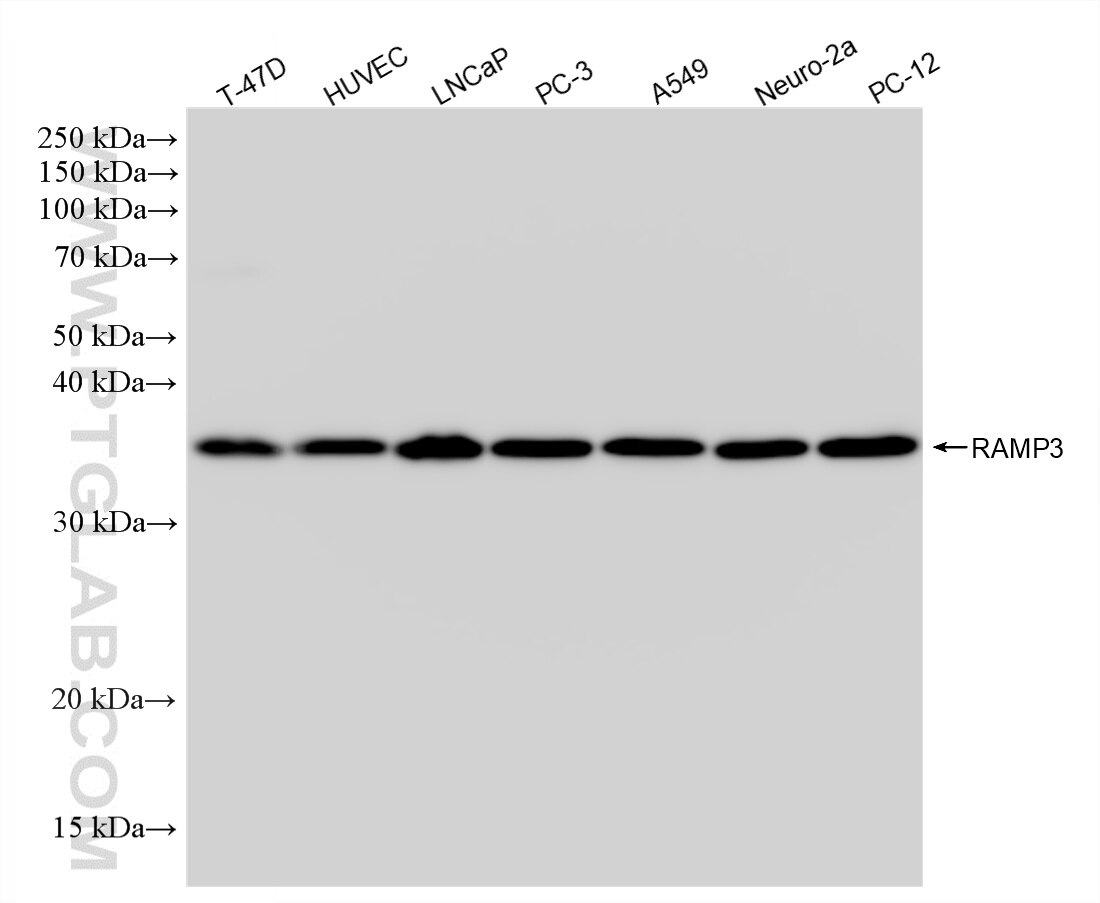 Western Blot (WB) analysis of various lysates using RAMP3 Recombinant monoclonal antibody (87744-1-RR)