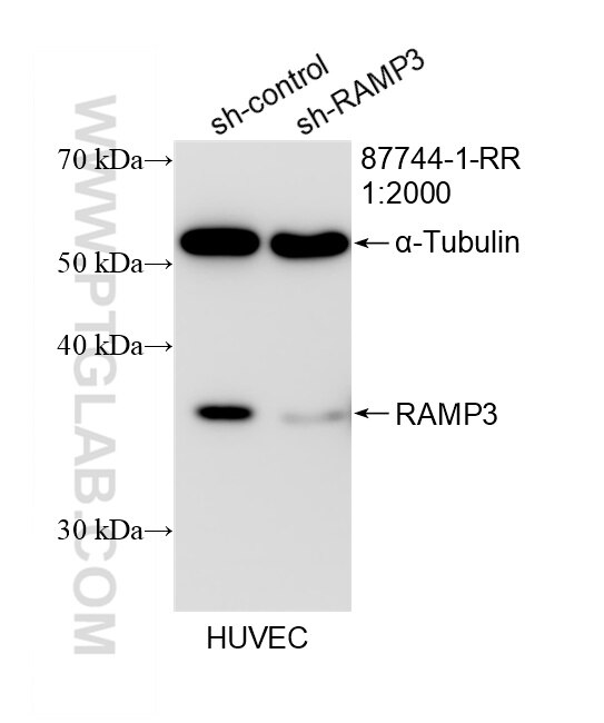 Western Blot (WB) analysis of HUVEC cells using RAMP3 Recombinant monoclonal antibody (87744-1-RR)