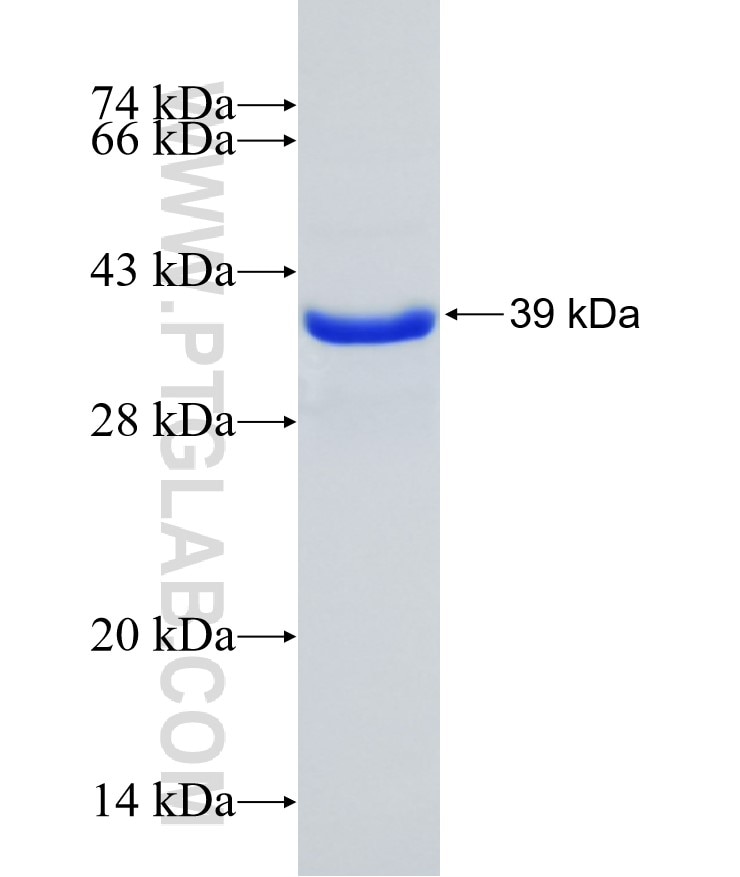 RAMP3 fusion protein Ag2438 SDS-PAGE