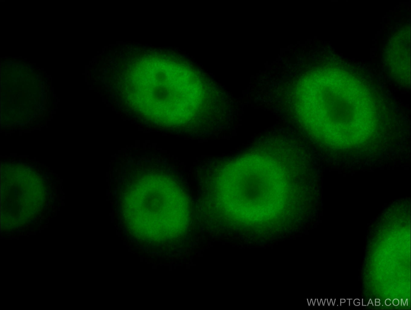 Immunofluorescence (IF) / fluorescent staining of HeLa cells using RAN Polyclonal antibody (10469-1-AP)