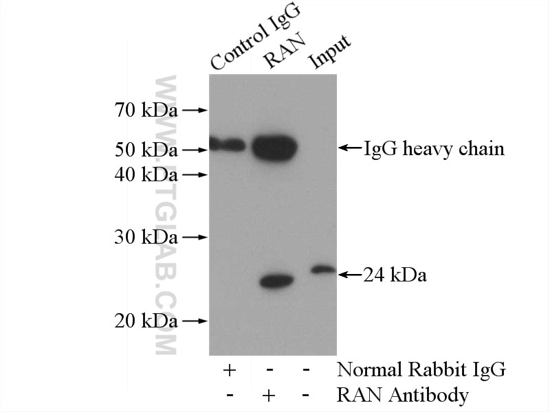 Immunoprecipitation (IP) experiment of mouse kidney tissue using RAN Polyclonal antibody (10469-1-AP)