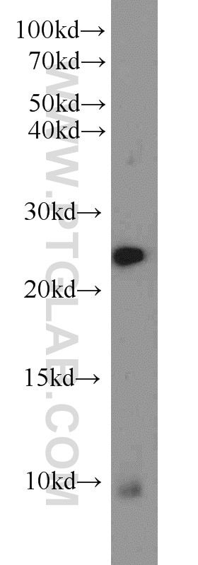 Western Blot (WB) analysis of NIH/3T3 cells using RAN Polyclonal antibody (10469-1-AP)