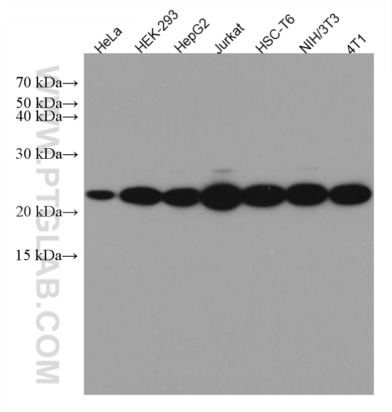 Western Blot (WB) analysis of various lysates using RAN Monoclonal antibody (67500-1-Ig)