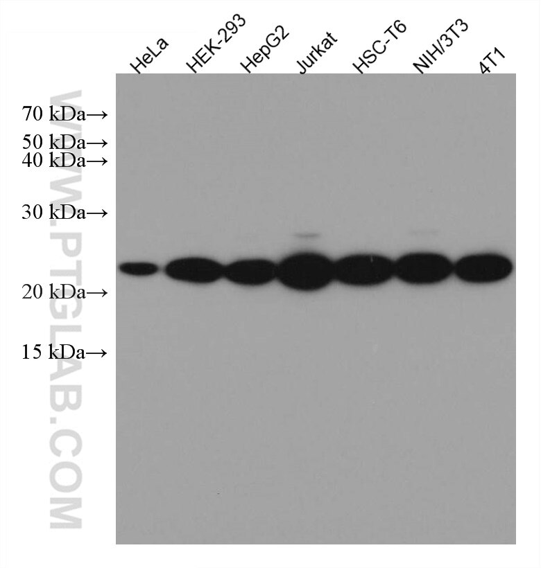 WB analysis using 67500-1-Ig