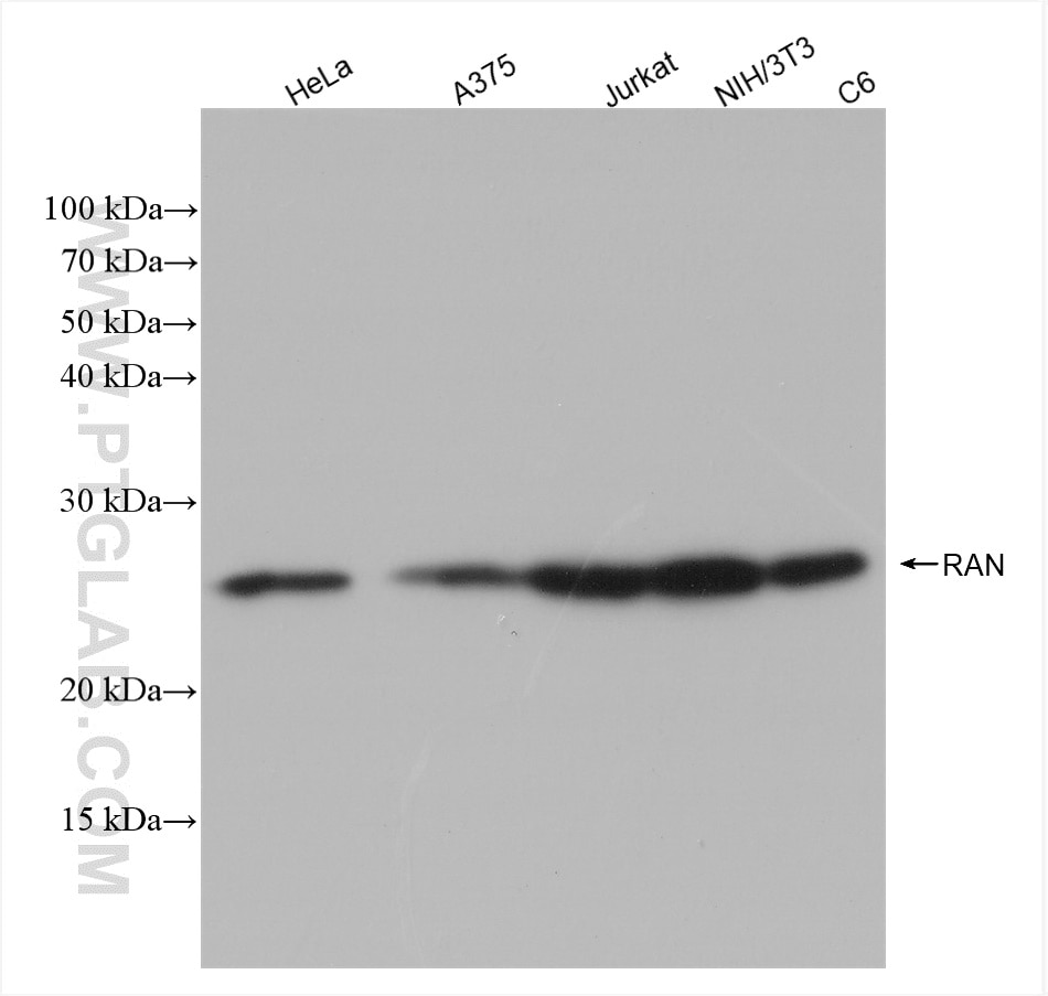 WB analysis using 82978-1-RR