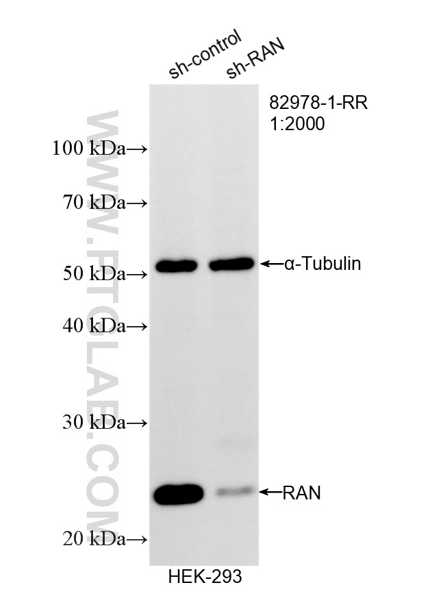 Western Blot (WB) analysis of HEK-293 cells using RAN Recombinant monoclonal antibody (82978-1-RR)