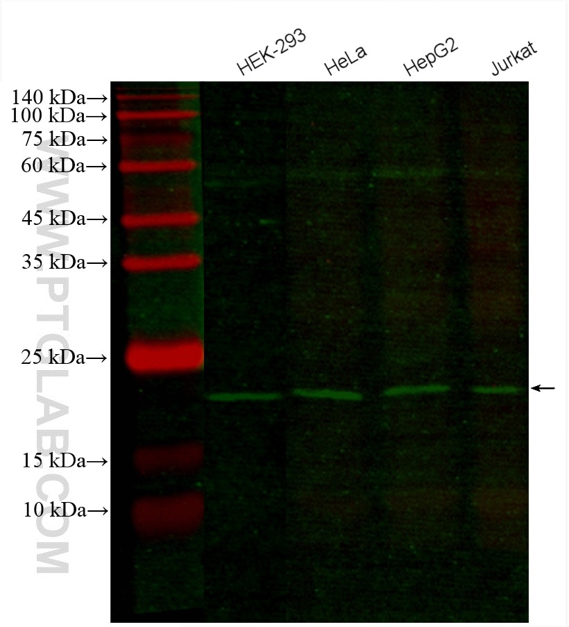 Western Blot (WB) analysis of various lysates using CoraLite® Plus 488-conjugated RAN Monoclonal antib (CL488-67500)