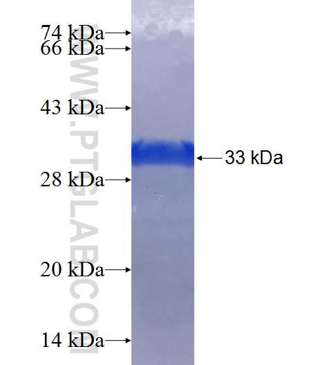 RANBP1 fusion protein Ag25714 SDS-PAGE