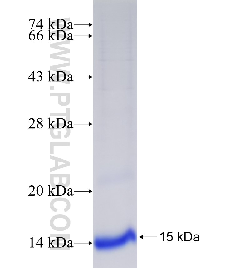 RANBP1 fusion protein Ag34484 SDS-PAGE RANBP1 fusion protein Ag34484 SDS-PAGE