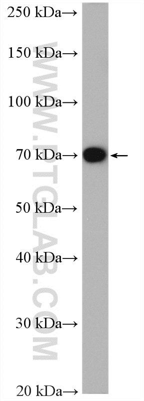 Western Blot (WB) analysis of MCF-7 cells using RANBP10 Polyclonal antibody (21107-1-AP)