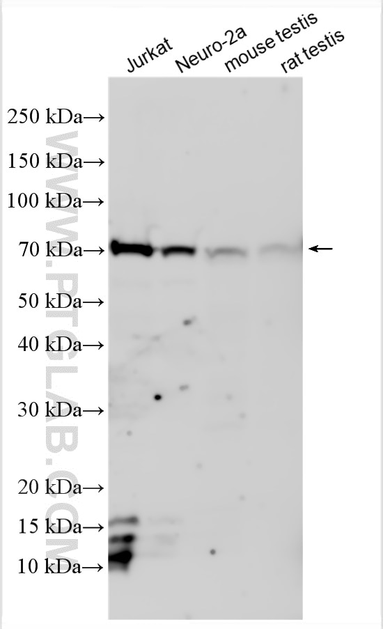 Western Blot (WB) analysis of various lysates using RANBP3 Polyclonal antibody (10416-1-AP)