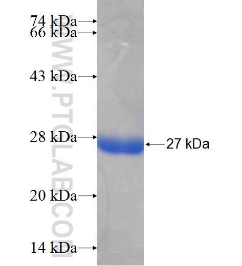 RANBP3 fusion protein Ag26017 SDS-PAGE