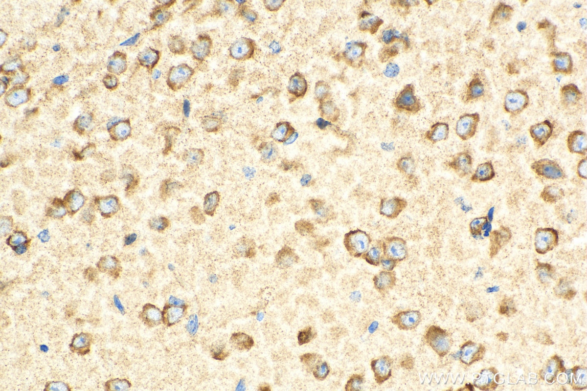 Immunohistochemistry (IHC) staining of mouse brain tissue using RANBP3L Polyclonal antibody (17875-1-AP)