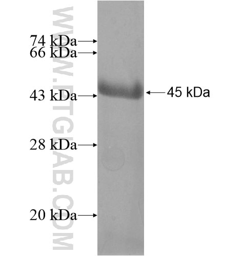 RANBP3L fusion protein Ag11642 SDS-PAGE