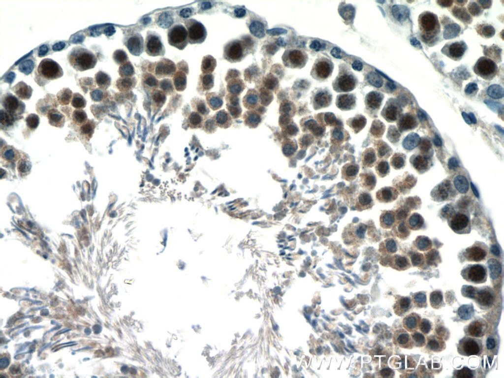 Immunohistochemistry (IHC) staining of rat testis tissue using RANBP9 Polyclonal antibody (17755-1-AP)