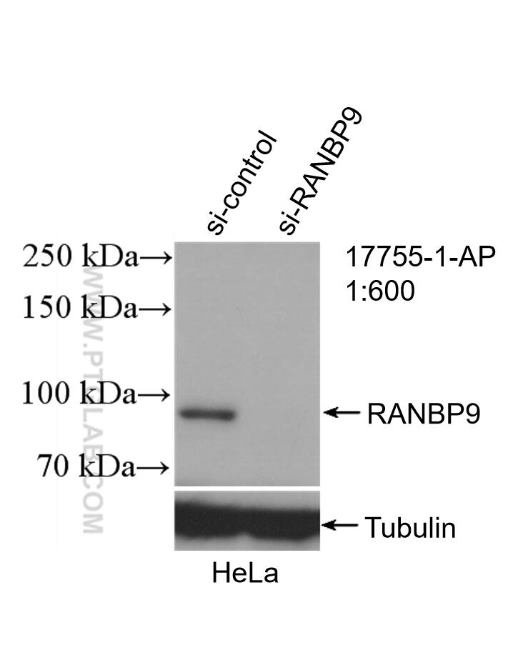Western Blot (WB) analysis of HeLa cells using RANBP9 Polyclonal antibody (17755-1-AP)