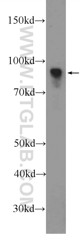 Western Blot (WB) analysis of rat testis tissue using RANBP9 Polyclonal antibody (17755-1-AP)