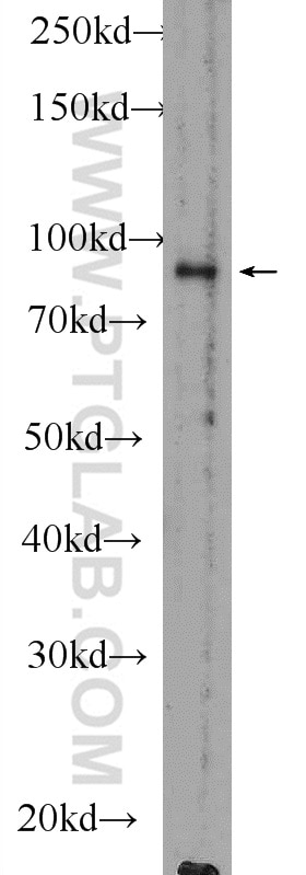 Western Blot (WB) analysis of mouse testis tissue using RANBP9 Polyclonal antibody (51038-1-AP)