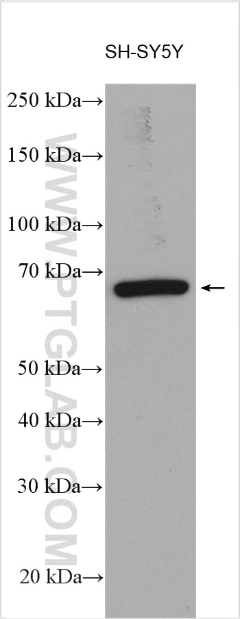 Western Blot (WB) analysis of various lysates using RANGAP1 Polyclonal antibody (11102-1-AP)