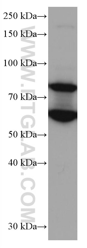 Western Blot (WB) analysis of HEK-293 cells using RANGAP1 Monoclonal antibody (67146-1-Ig)