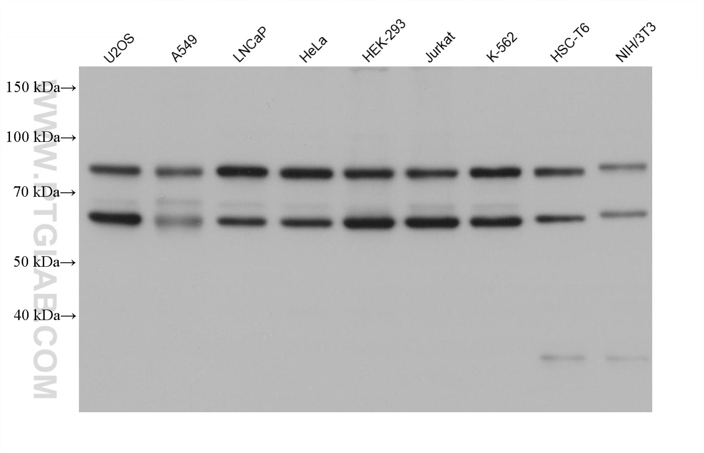 Western Blot (WB) analysis of various lysates using RANGAP1 Monoclonal antibody (67146-1-Ig)