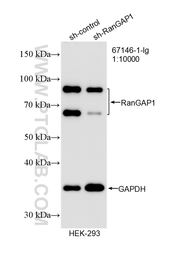 Western Blot (WB) analysis of HEK-293 cells using RanGAP1 Monoclonal antibody (67146-1-Ig)