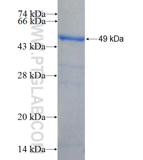 RANGAP1 fusion protein Ag26128 SDS-PAGE
