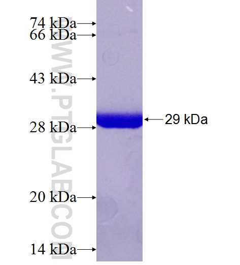 RANGAP1 fusion protein Ag26136 SDS-PAGE