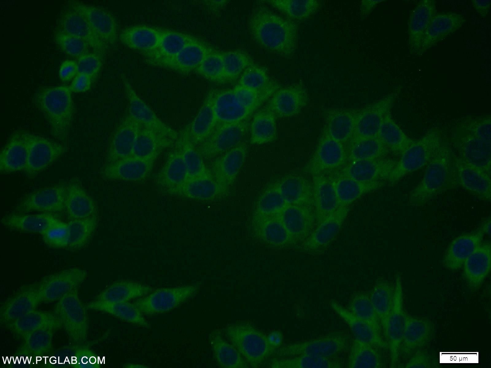 Immunofluorescence (IF) / fluorescent staining of HepG2 cells using RANGRF Polyclonal antibody (10552-1-AP)