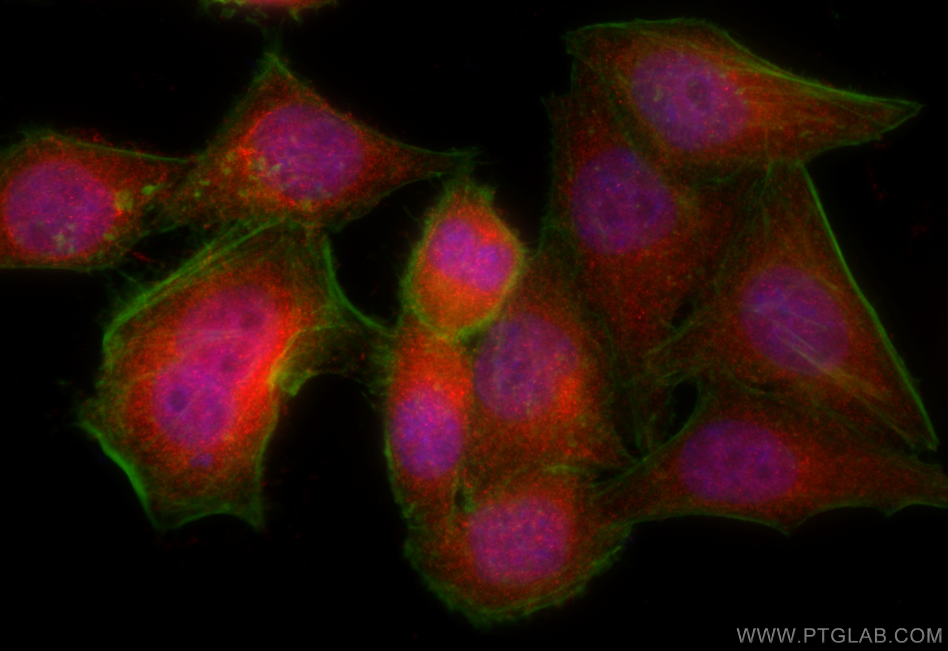 Immunofluorescence (IF) / fluorescent staining of HepG2 cells using RANGRF Polyclonal antibody (10552-1-AP)