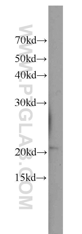 Western Blot (WB) analysis of HepG2 cells using RANGRF Polyclonal antibody (10552-1-AP)