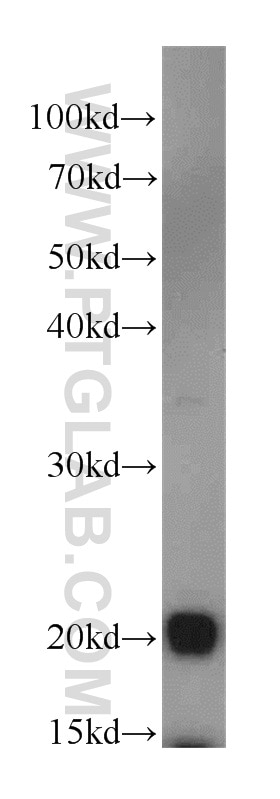 Western Blot (WB) analysis of mouse testis tissue using RANGRF Polyclonal antibody (10552-1-AP)