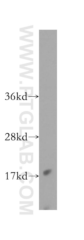 Western Blot (WB) analysis of mouse lung tissue using RANGRF Polyclonal antibody (10552-1-AP)