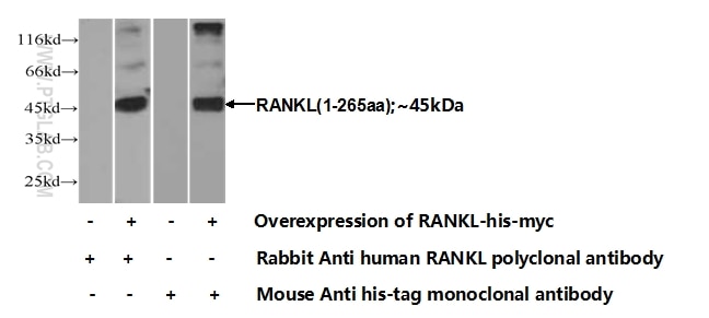 RANKL Polyclonal antibody