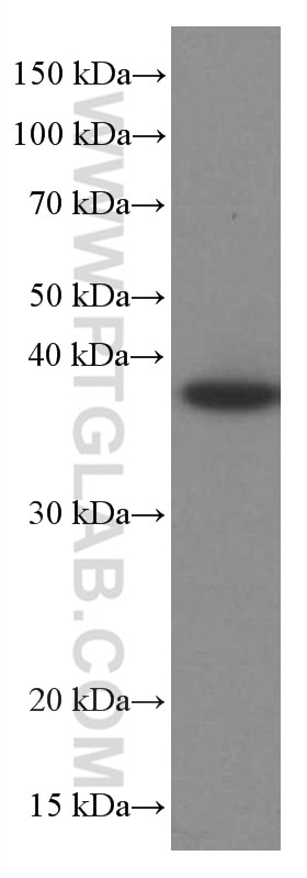 Western Blot (WB) analysis of U2OS cells using RANKL Monoclonal antibody (66610-1-Ig)