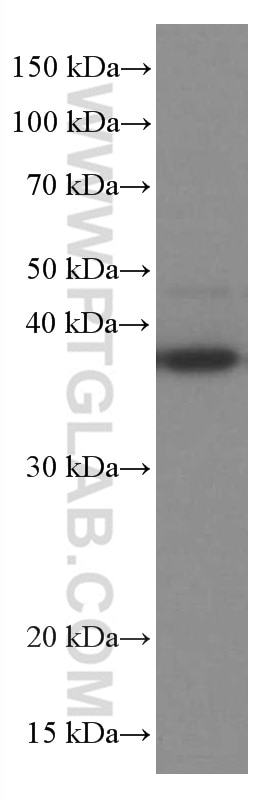Western Blot (WB) analysis of HUVEC cells using RANKL Monoclonal antibody (66610-1-Ig)