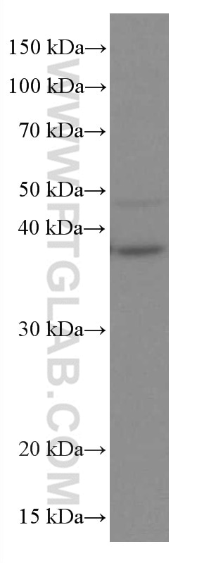 Western Blot (WB) analysis of NCCIT cells using RANKL Monoclonal antibody (66610-1-Ig)