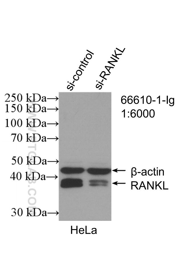 Western Blot (WB) analysis of HeLa cells using RANKL Monoclonal antibody (66610-1-Ig)