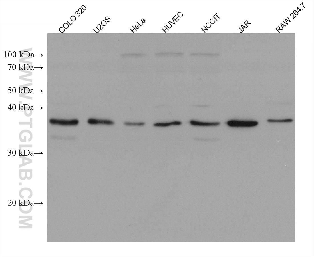 Western Blot (WB) analysis of various lysates using RANKL Monoclonal antibody (66610-1-Ig)