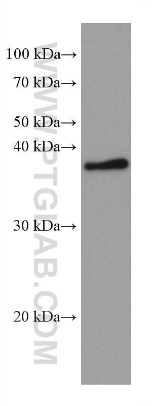 Western Blot (WB) analysis of DC2.4 cells using RANKL Monoclonal antibody (66610-1-Ig)