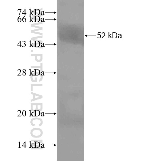 RANKL fusion protein Ag19957 SDS-PAGE