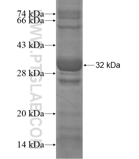 RANKL fusion protein Ag19975 SDS-PAGE