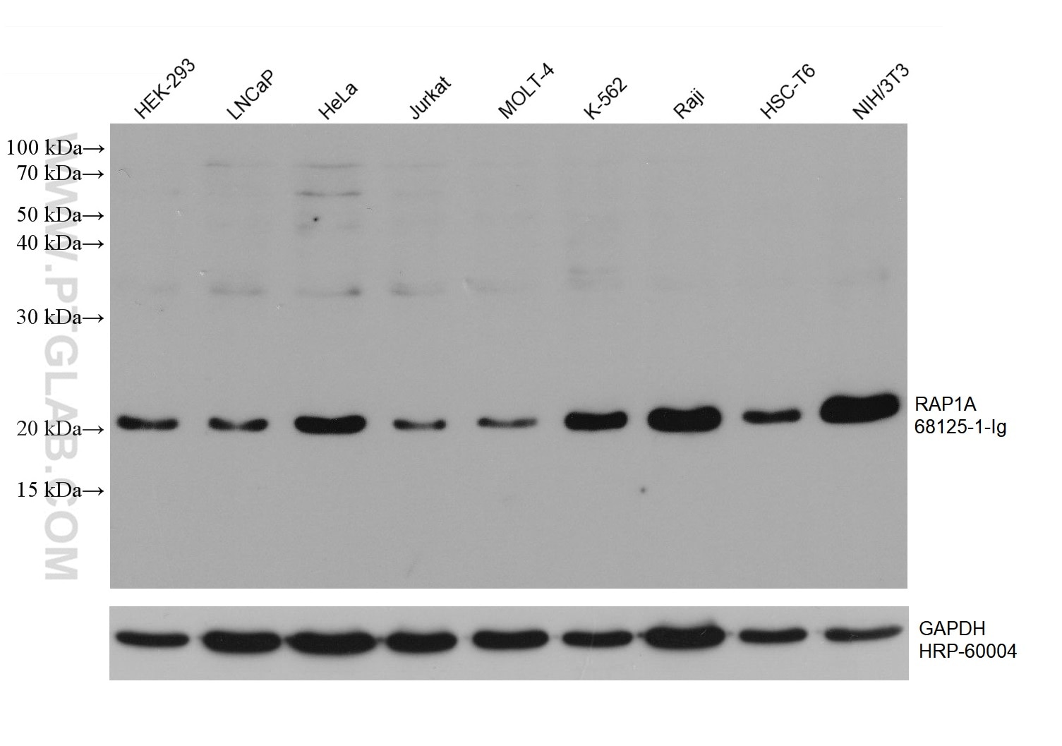 Western Blot (WB) analysis of various lysates using RAP1A Monoclonal antibody (68125-1-Ig)
