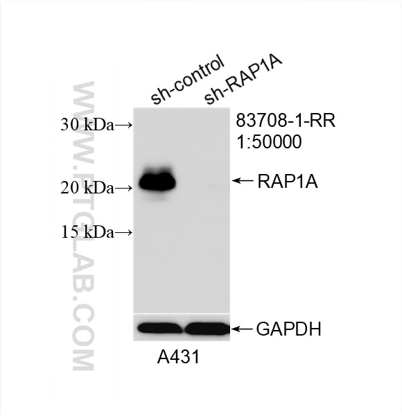 Western Blot (WB) analysis of A431 cells using RAP1A Recombinant antibody (83708-1-RR)