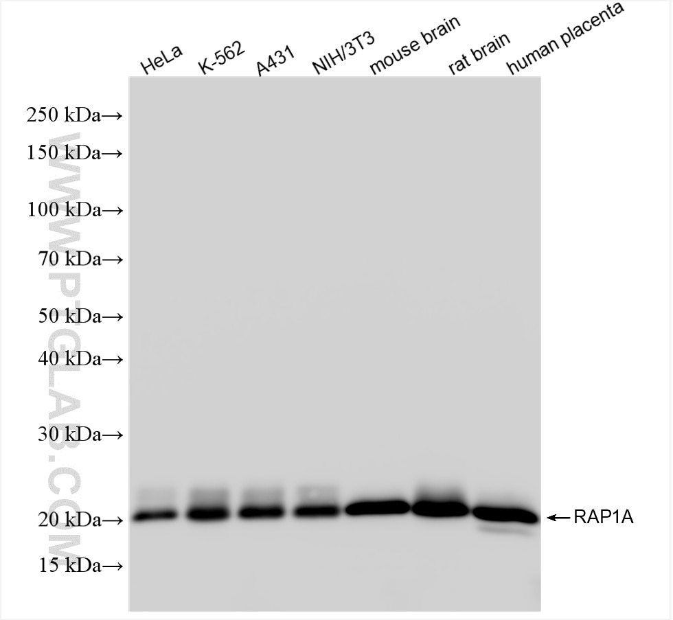 Western Blot (WB) analysis of various lysates using RAP1A Recombinant antibody (83708-1-RR)