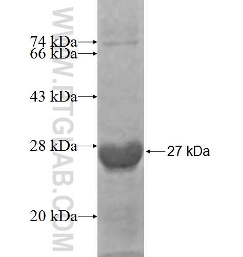 RAP1A fusion protein Ag9463 SDS-PAGE