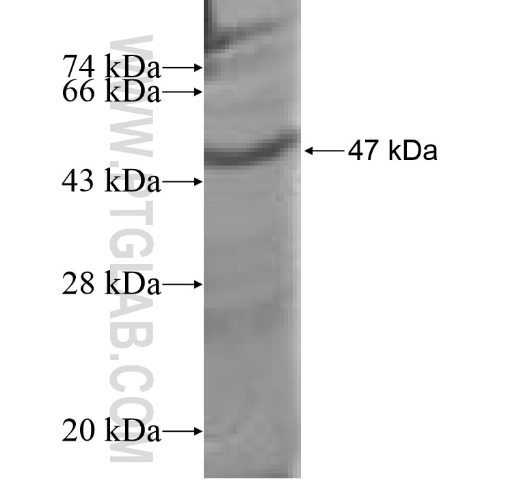 RAP1A fusion protein Ag9488 SDS-PAGE