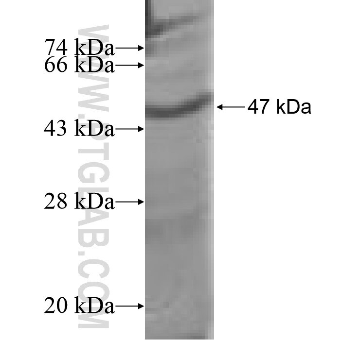 RAP1A fusion protein Ag9488 SDS-PAGE