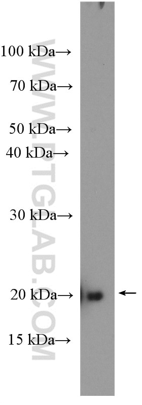 Western Blot (WB) analysis of C6 cells using RAP1B Polyclonal antibody (10840-1-AP)